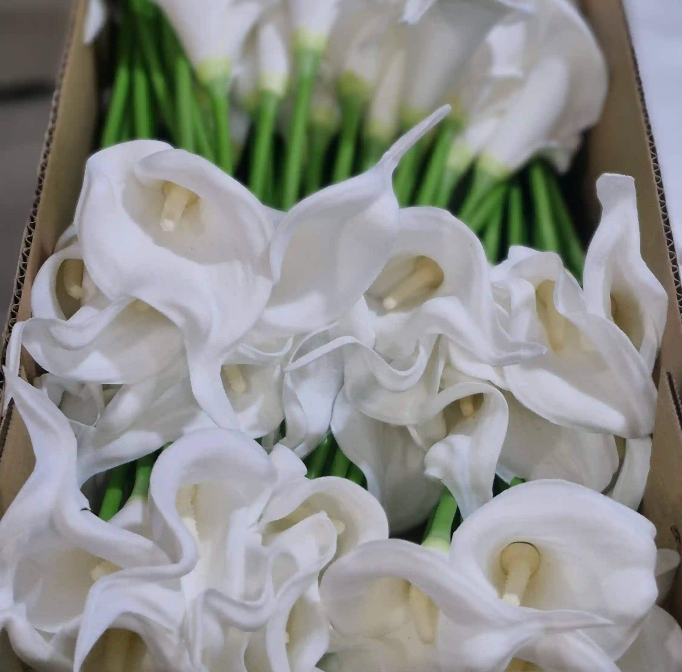 گل شیپوری لمسی